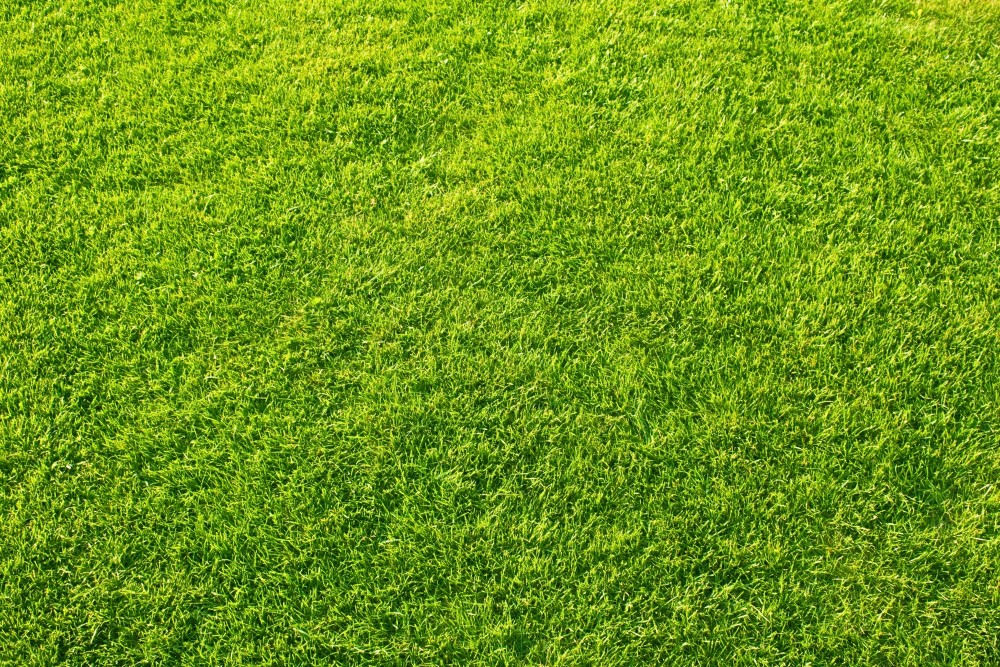 Flot og grøn græsplæne